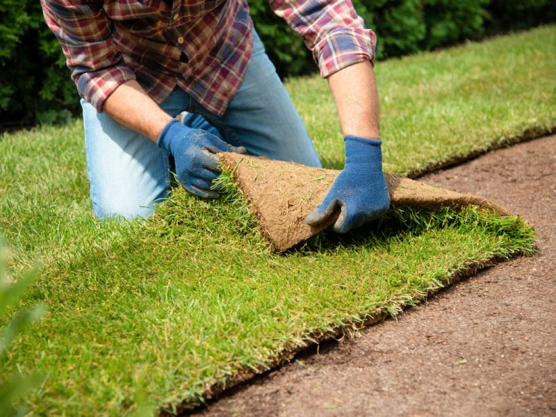 Essential Guide to Types of Turf and Laying Turf for Your Garden